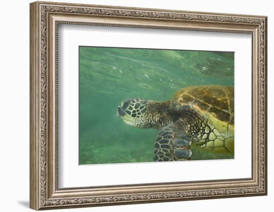 Green Sea Turtle-DLILLC-Framed Photographic Print