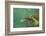 Green Sea Turtle-DLILLC-Framed Photographic Print