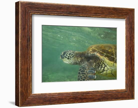 Green Sea Turtle-DLILLC-Framed Photographic Print