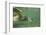 Green Sea Turtle-DLILLC-Framed Photographic Print