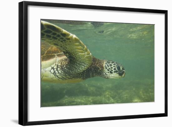 Green Sea Turtle-DLILLC-Framed Photographic Print