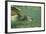 Green Sea Turtle-DLILLC-Framed Photographic Print