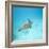 Green Sea Turtle-DLILLC-Framed Photographic Print