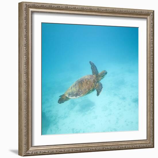 Green Sea Turtle-DLILLC-Framed Photographic Print