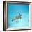 Green Sea Turtle-DLILLC-Framed Photographic Print