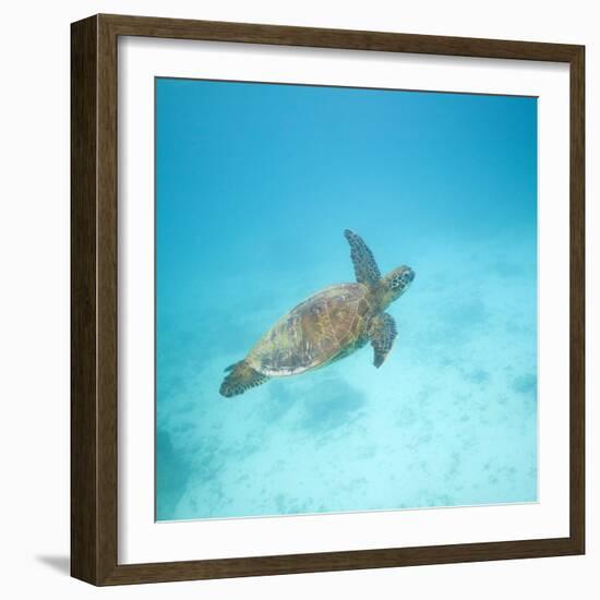 Green Sea Turtle-DLILLC-Framed Photographic Print