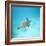 Green Sea Turtle-DLILLC-Framed Photographic Print