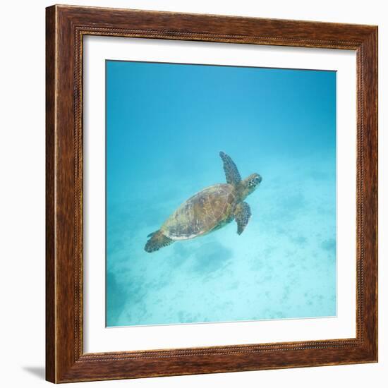 Green Sea Turtle-DLILLC-Framed Photographic Print