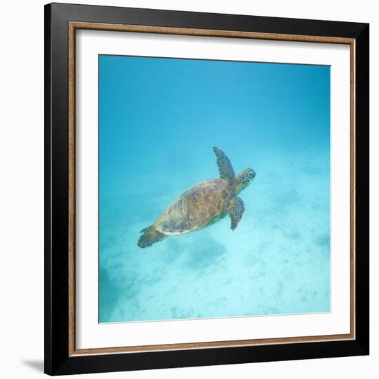 Green Sea Turtle-DLILLC-Framed Photographic Print