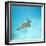 Green Sea Turtle-DLILLC-Framed Photographic Print