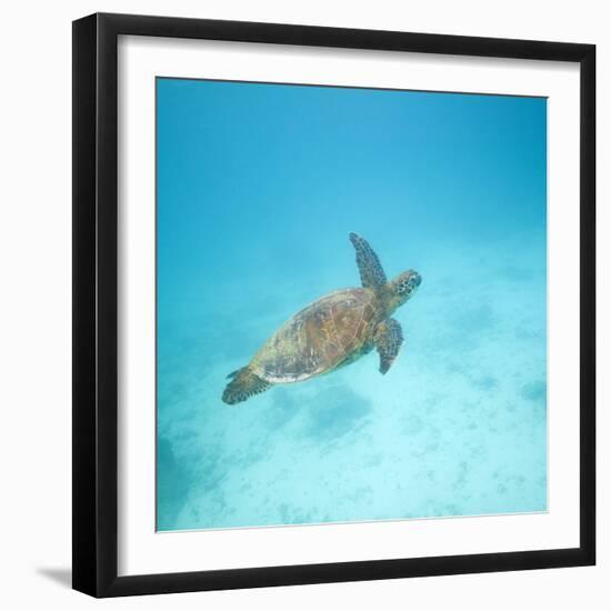 Green Sea Turtle-DLILLC-Framed Photographic Print