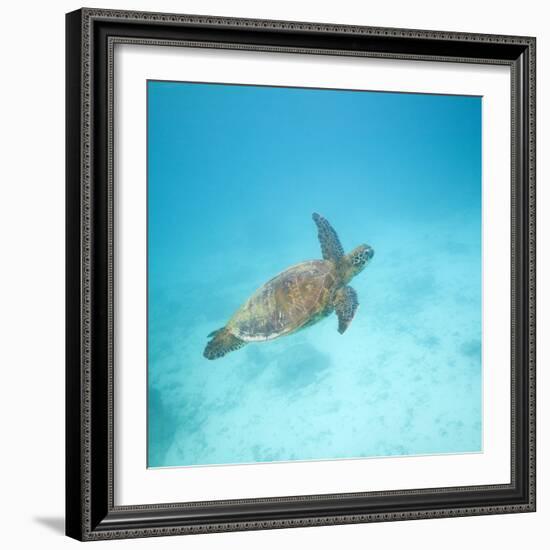 Green Sea Turtle-DLILLC-Framed Photographic Print