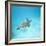 Green Sea Turtle-DLILLC-Framed Photographic Print