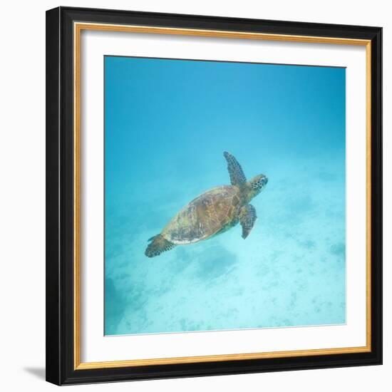 Green Sea Turtle-DLILLC-Framed Photographic Print