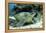 Green Sea Turtles (Chelonia Mydas) Common around Pom Pom Island-Louise Murray-Framed Premier Image Canvas