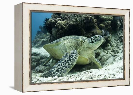 Green Sea Turtles (Chelonia Mydas) Common around Pom Pom Island-Louise Murray-Framed Premier Image Canvas