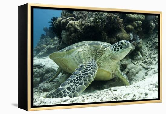 Green Sea Turtles (Chelonia Mydas) Common around Pom Pom Island-Louise Murray-Framed Premier Image Canvas