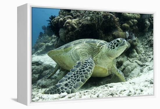 Green Sea Turtles (Chelonia Mydas) Common around Pom Pom Island-Louise Murray-Framed Premier Image Canvas