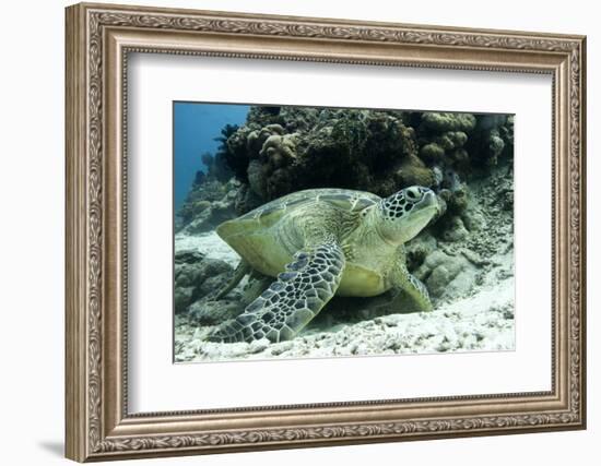 Green Sea Turtles (Chelonia Mydas) Common around Pom Pom Island-Louise Murray-Framed Photographic Print