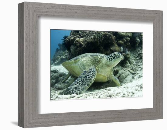 Green Sea Turtles (Chelonia Mydas) Common around Pom Pom Island-Louise Murray-Framed Photographic Print