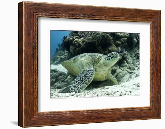 Green Sea Turtles (Chelonia Mydas) Common around Pom Pom Island-Louise Murray-Framed Photographic Print