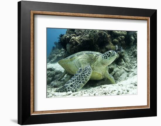 Green Sea Turtles (Chelonia Mydas) Common around Pom Pom Island-Louise Murray-Framed Photographic Print