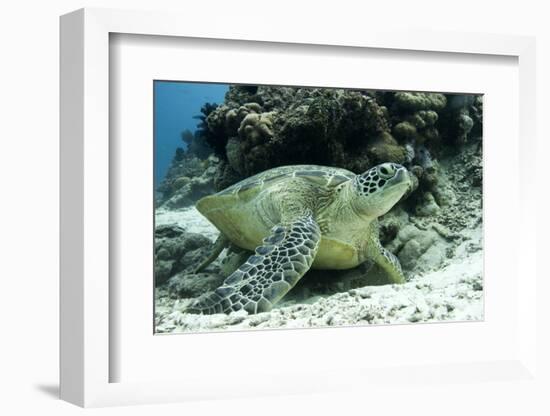 Green Sea Turtles (Chelonia Mydas) Common around Pom Pom Island-Louise Murray-Framed Photographic Print