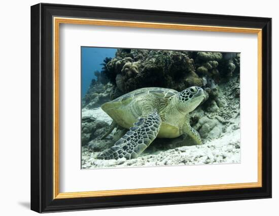 Green Sea Turtles (Chelonia Mydas) Common around Pom Pom Island-Louise Murray-Framed Photographic Print