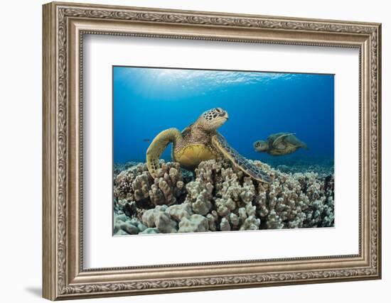 Green sea turtles (Chelonia mydas) on corals, Hawaii-David Fleetham-Framed Photographic Print