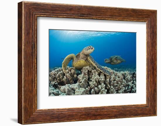 Green sea turtles (Chelonia mydas) on corals, Hawaii-David Fleetham-Framed Photographic Print