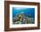 Green sea turtles (Chelonia mydas) on corals, Hawaii-David Fleetham-Framed Photographic Print