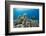 Green sea turtles (Chelonia mydas) on corals, Hawaii-David Fleetham-Framed Photographic Print