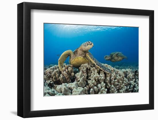 Green sea turtles (Chelonia mydas) on corals, Hawaii-David Fleetham-Framed Photographic Print