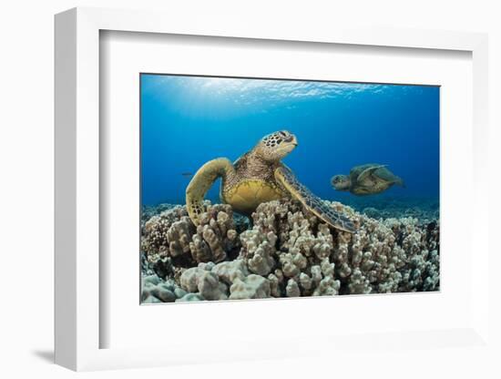 Green sea turtles (Chelonia mydas) on corals, Hawaii-David Fleetham-Framed Photographic Print