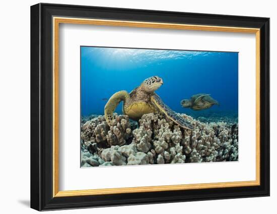 Green sea turtles (Chelonia mydas) on corals, Hawaii-David Fleetham-Framed Photographic Print