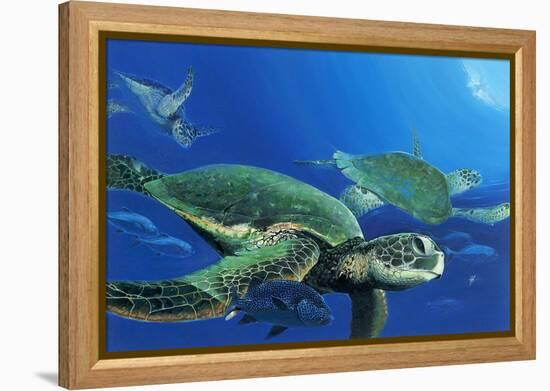 Green Sea Turtles-Durwood Coffey-Framed Premier Image Canvas