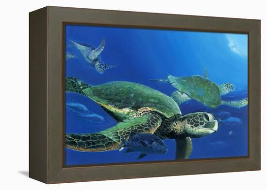 Green Sea Turtles-Durwood Coffey-Framed Premier Image Canvas