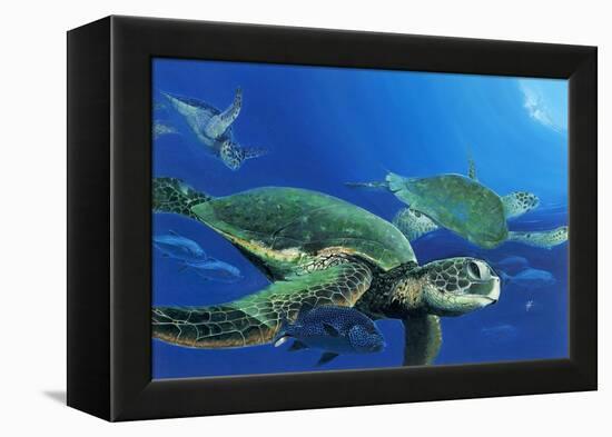 Green Sea Turtles-Durwood Coffey-Framed Premier Image Canvas