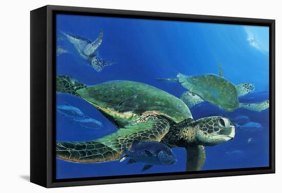 Green Sea Turtles-Durwood Coffey-Framed Premier Image Canvas