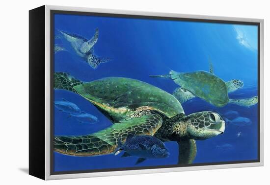 Green Sea Turtles-Durwood Coffey-Framed Premier Image Canvas