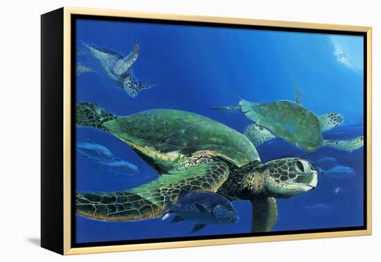 Green Sea Turtles-Durwood Coffey-Framed Premier Image Canvas