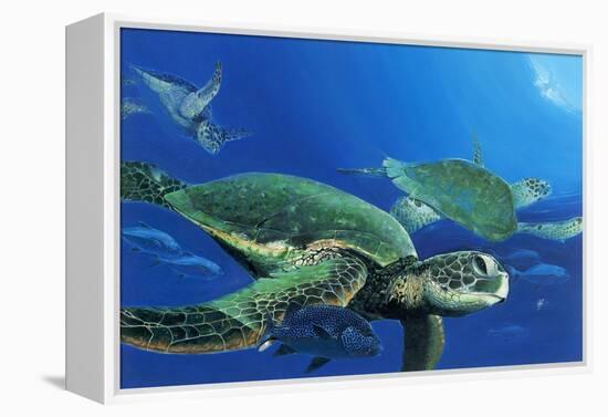 Green Sea Turtles-Durwood Coffey-Framed Premier Image Canvas