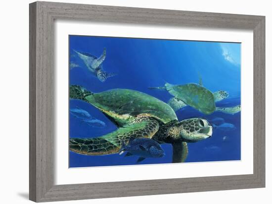 Green Sea Turtles-Durwood Coffey-Framed Giclee Print