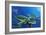 Green Sea Turtles-Durwood Coffey-Framed Giclee Print