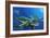 Green Sea Turtles-Durwood Coffey-Framed Giclee Print