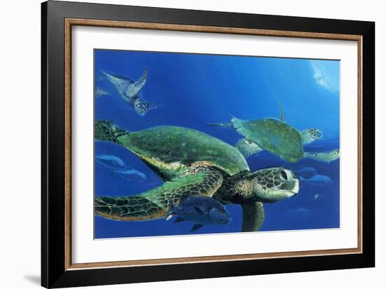 Green Sea Turtles-Durwood Coffey-Framed Giclee Print