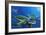 Green Sea Turtles-Durwood Coffey-Framed Giclee Print