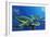 Green Sea Turtles-Durwood Coffey-Framed Giclee Print