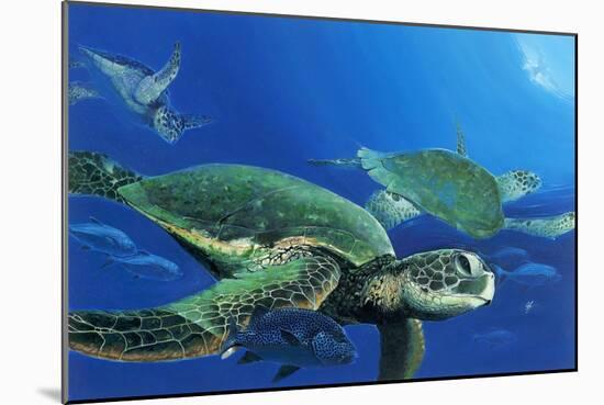 Green Sea Turtles-Durwood Coffey-Mounted Giclee Print