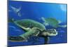 Green Sea Turtles-Durwood Coffey-Mounted Giclee Print